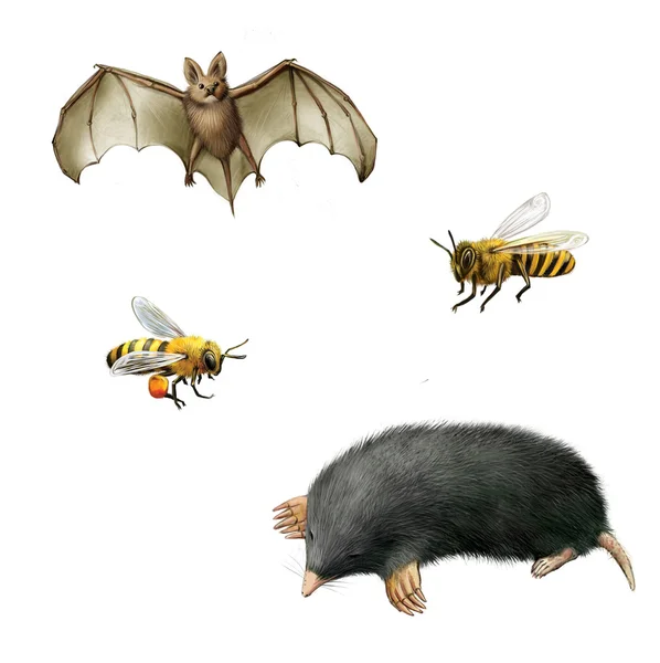 Morcego, abelhas e toupeira — Fotografia de Stock