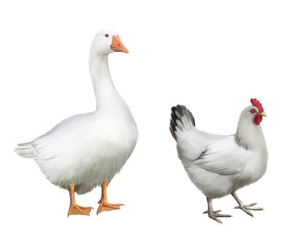 Ganso branco e frango branco — Fotografia de Stock