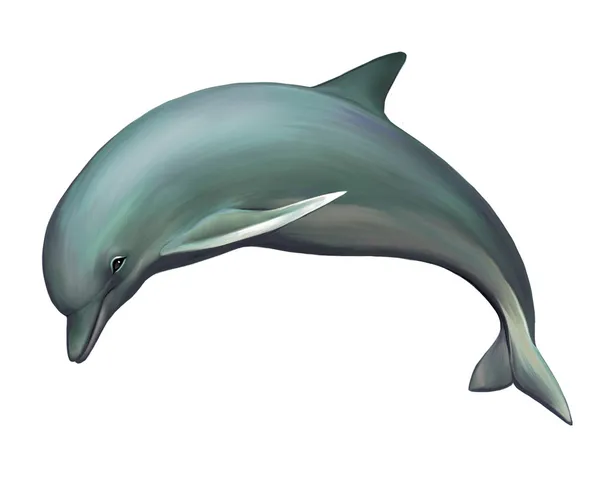 Młody Delfin — Zdjęcie stockowe