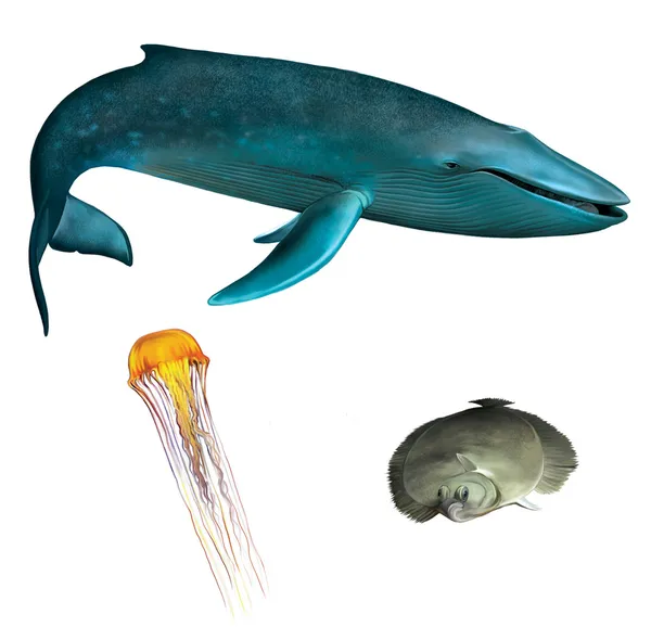 Baleine bleue. Méduse orange et poisson plie — Photo