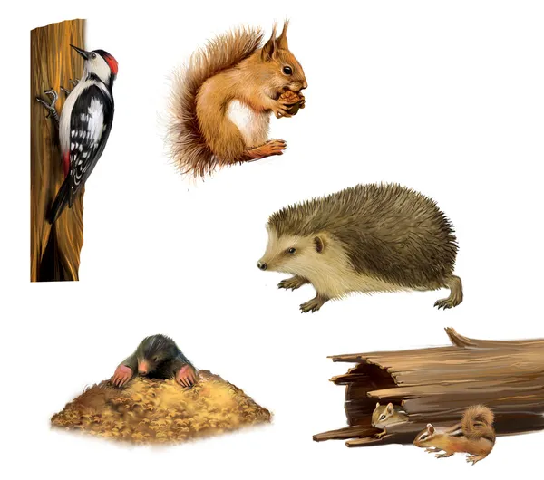 Eichhörnchen, Streifenhörnchen, Igel, Specht und ein Maulwurf — Stockfoto