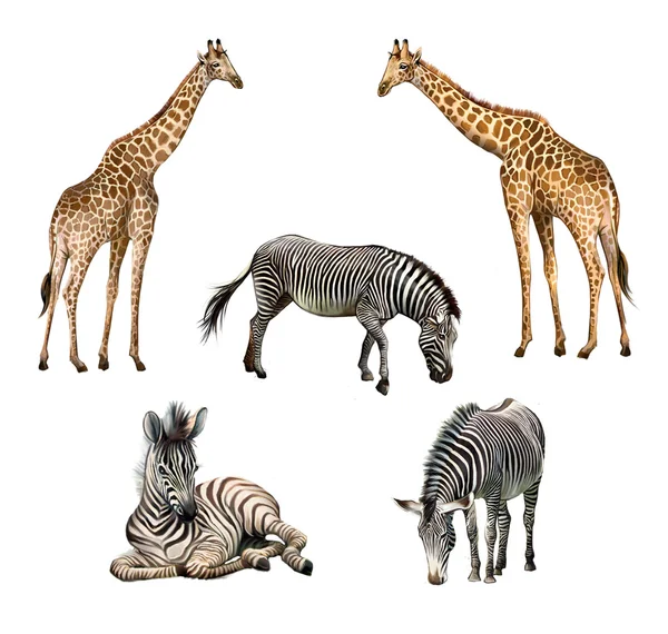 Żyrafy i zebry — Zdjęcie stockowe