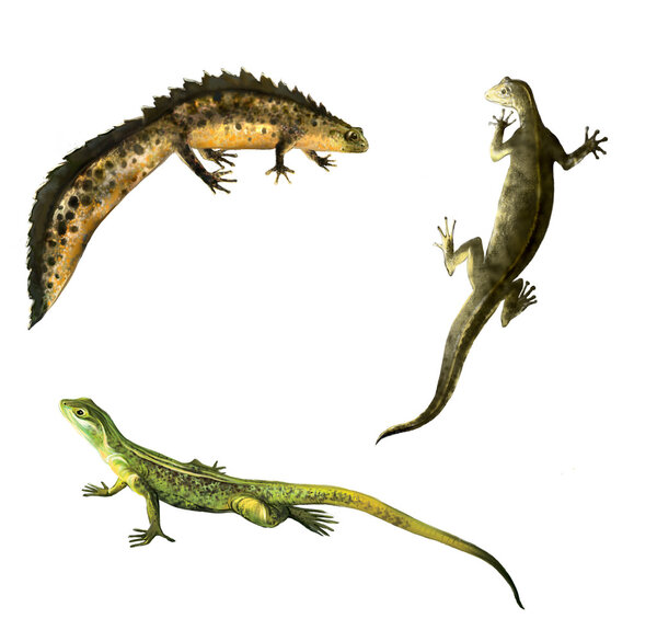 Green lizard, Newts family: male and female newt. amphibian salamander