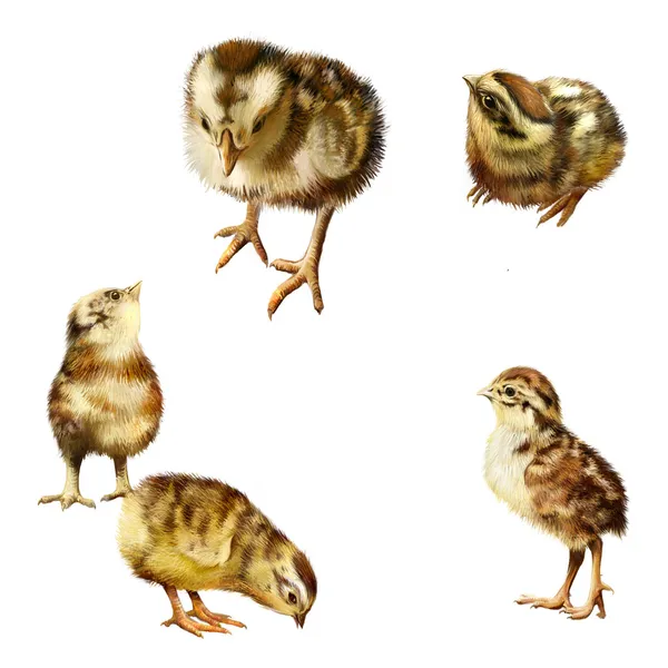 Nyfödda kycklingar i olika poser — Stockfoto
