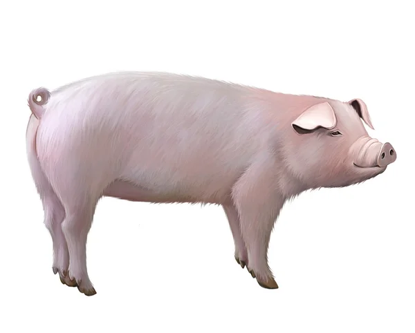 Volwassen grote varken. — Stockfoto