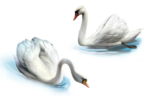 Couple of white swans — Stock Photo, Image