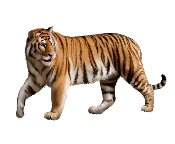 Взрослый тигр ходит с повернутой головой — стоковое фото