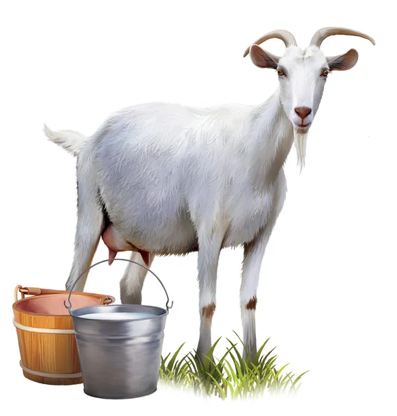 Біла коза з відрами, повними молока — стокове фото