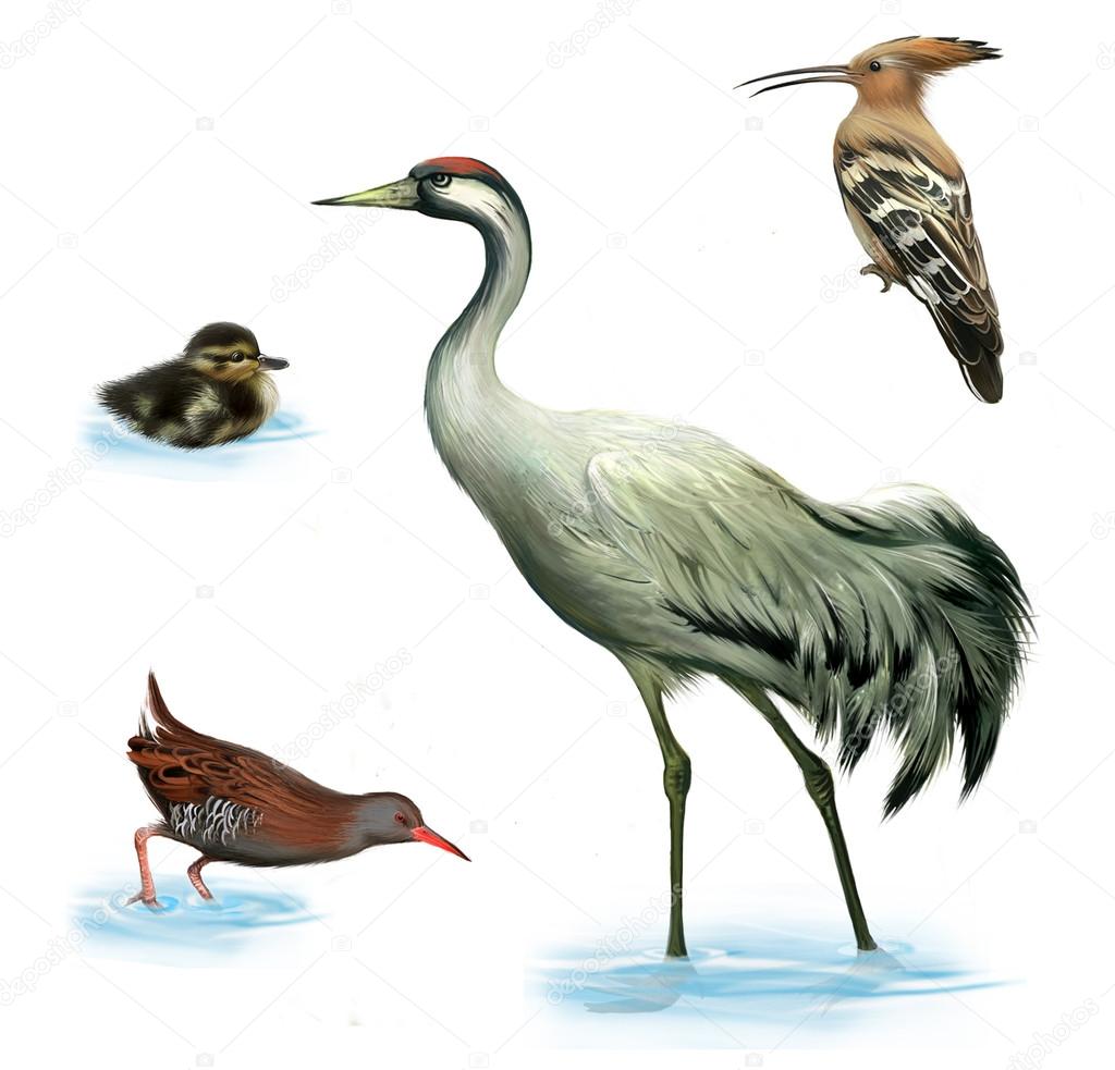Crane bird, duckling, Water Rail and Hoopoe