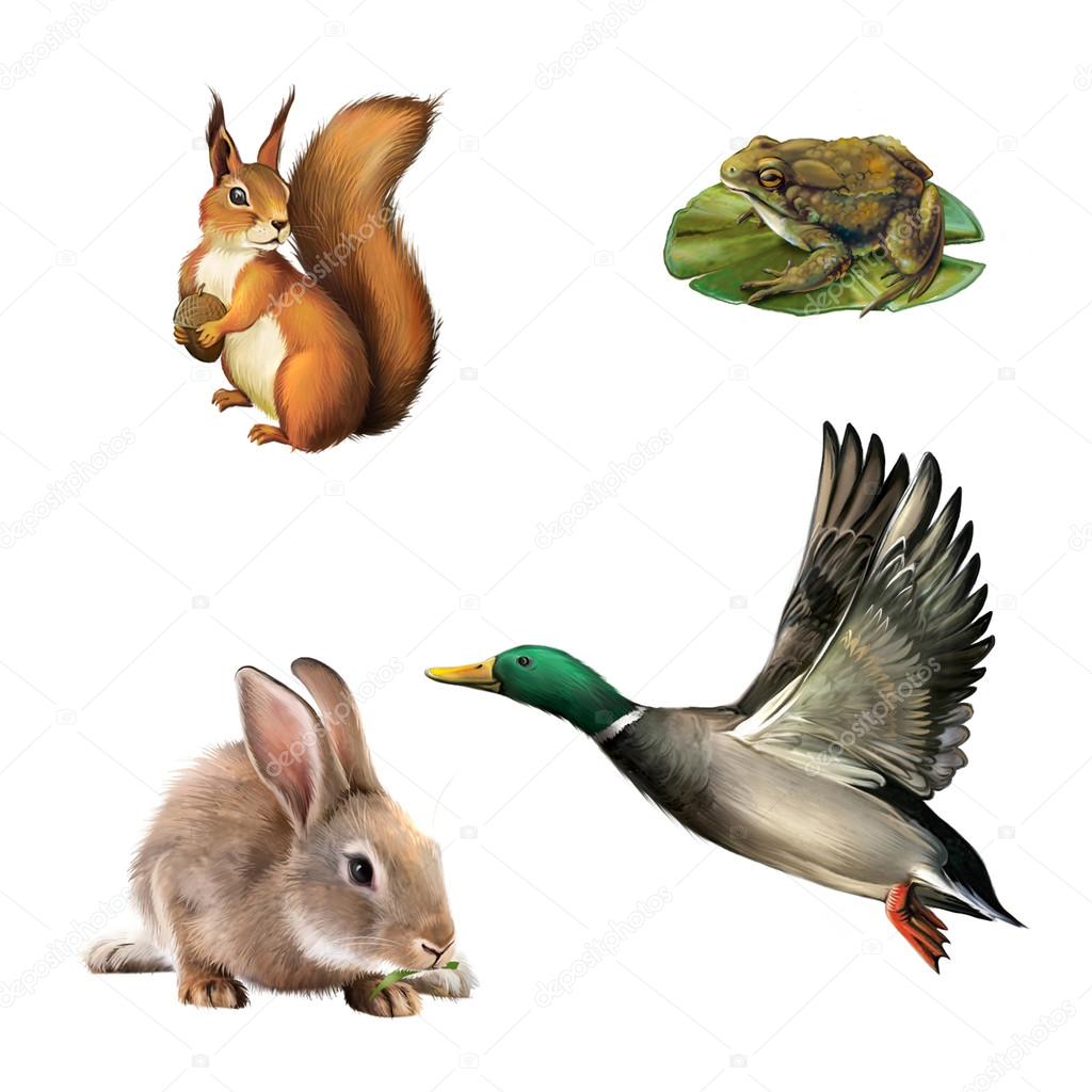 Squirrel, toad, rabbit and drake