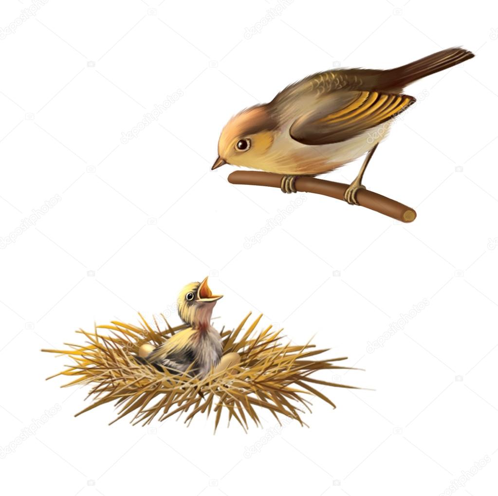 Little bird, bird nest and Baby bird of Sand Martin swallow