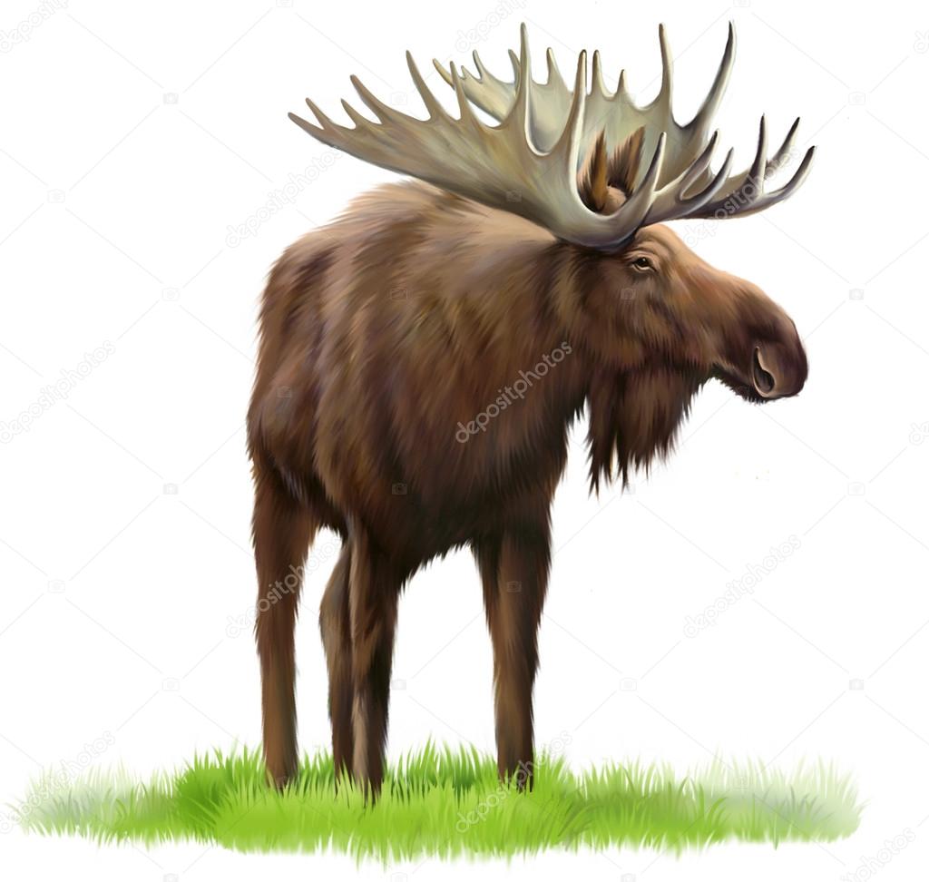 Moose on a grass