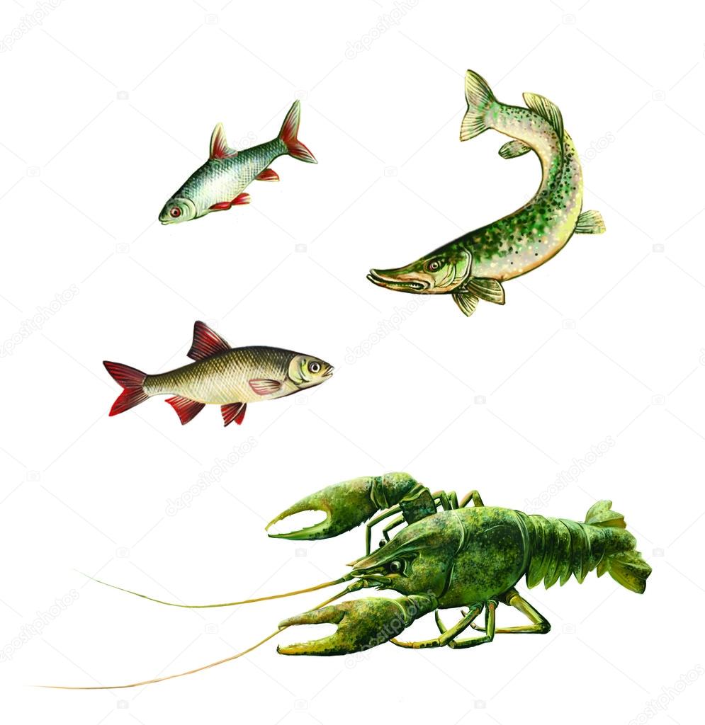 Green Crawfish, pike, minnow, gudgeon