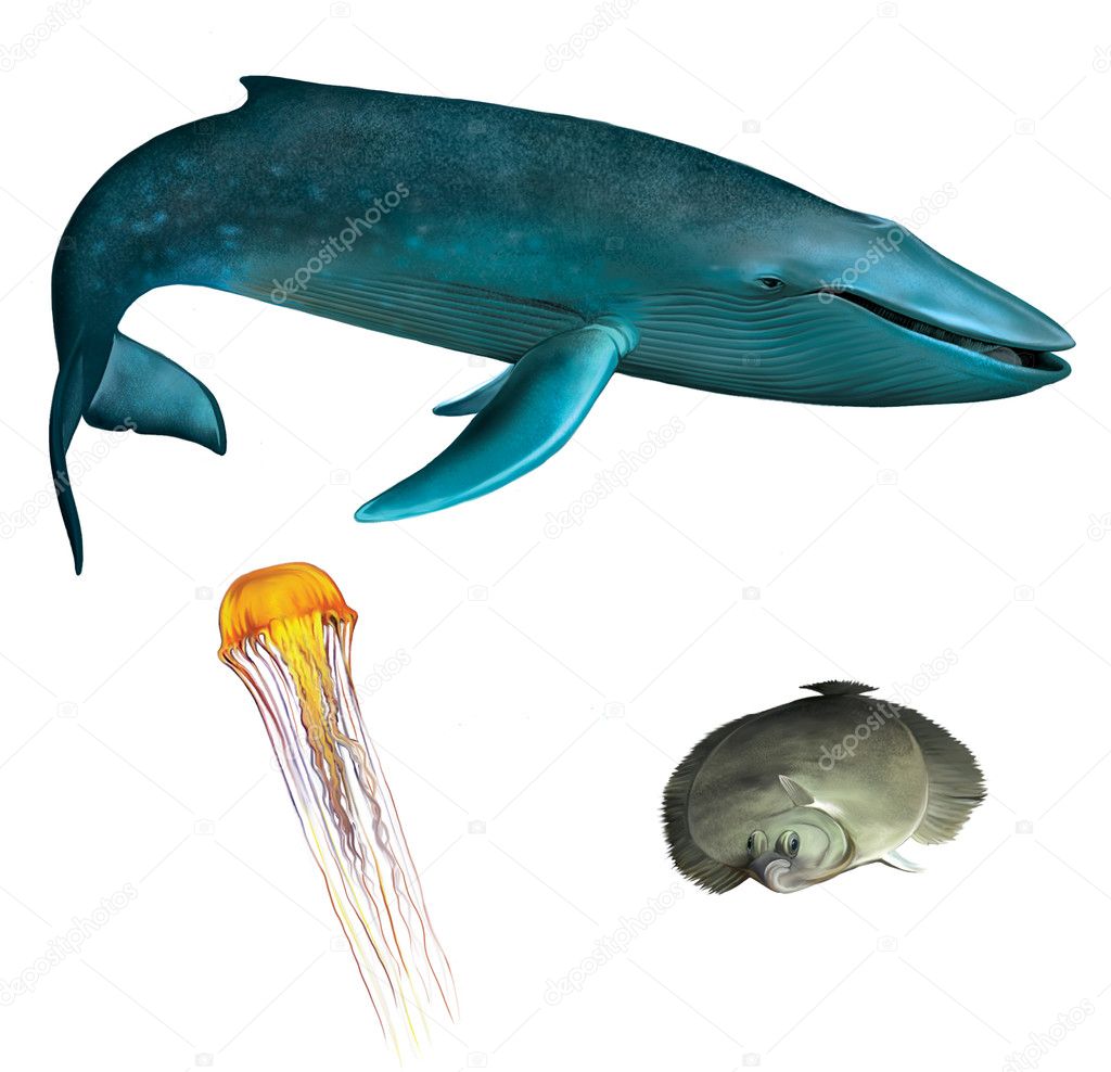 Blue whale. Orange medusa and flounder fish