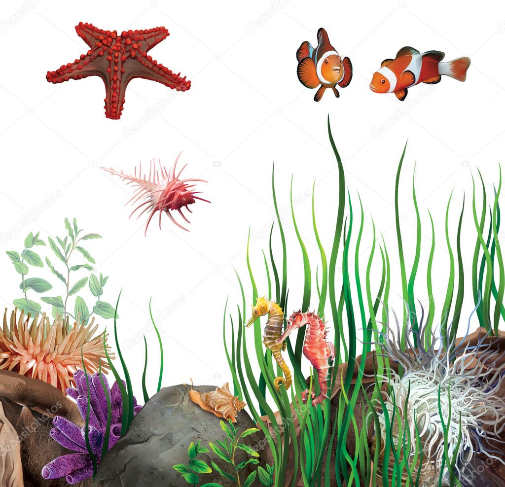 Sea star, clown fish, sea horses and shells