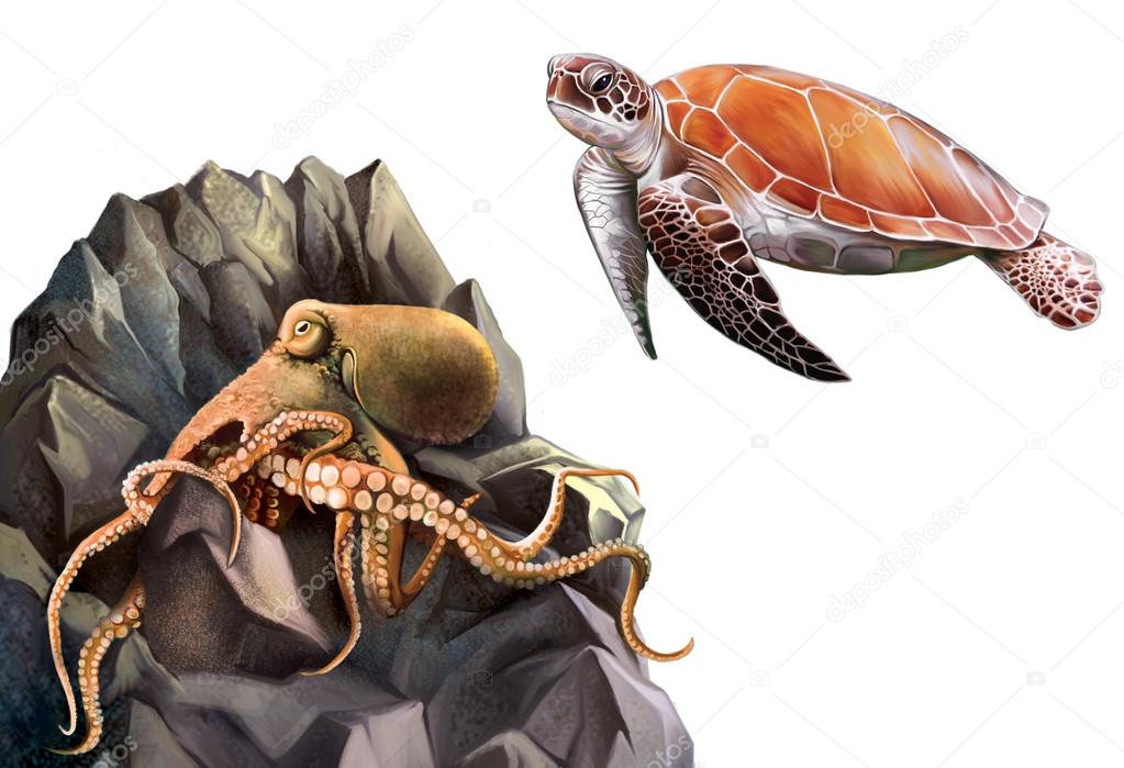 Turtle and Octopus in the rocks