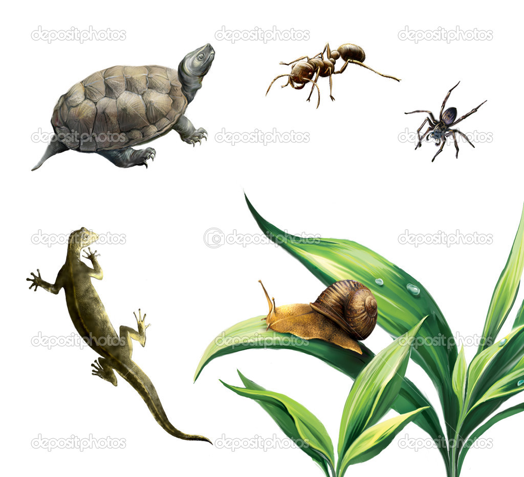 Coahuilan Box Turtle (Terrapene Coahuila), ant, spider, newt and snail on plants