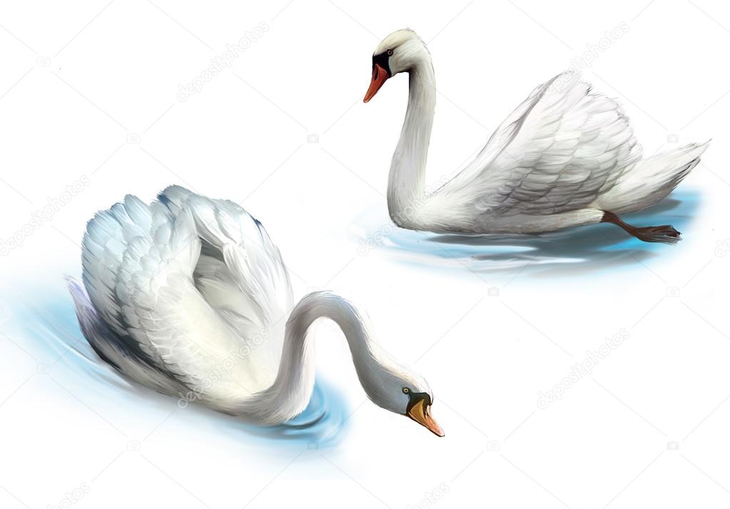 Couple of white swans