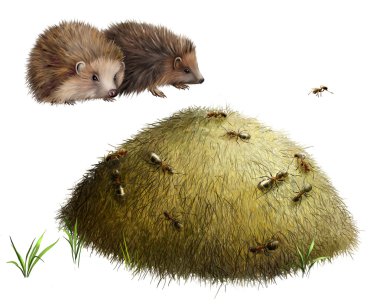 Anthill with ants. Two hedgehogs clipart