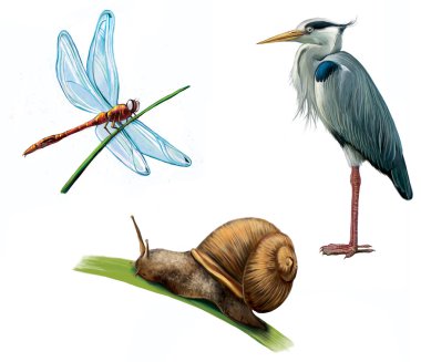gri balıkçıl, dragon fly ve salyangoz