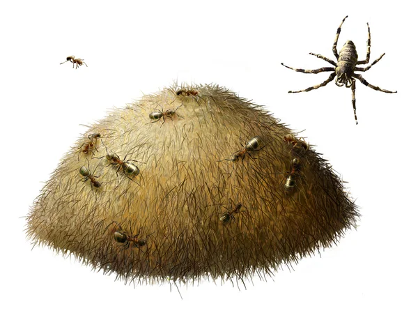 Anthill with ants. Spider — Stock Photo, Image