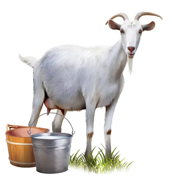 White goat with buckets full of milk. — Stock Photo, Image