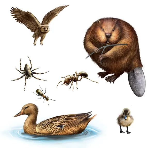 猫头鹰、 海狸、 蜘蛛、 蚂蚁、 鸭和小鸭 — 图库照片