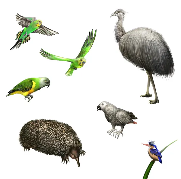 Страусиные эму, попугаи, серый попугай, зеленый попугай, эхидна. Австралийские птицы и животные . — стоковое фото