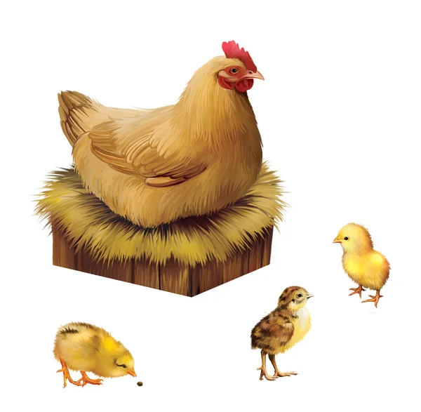 Chicken on a perch with three little chicks — Stock Photo, Image
