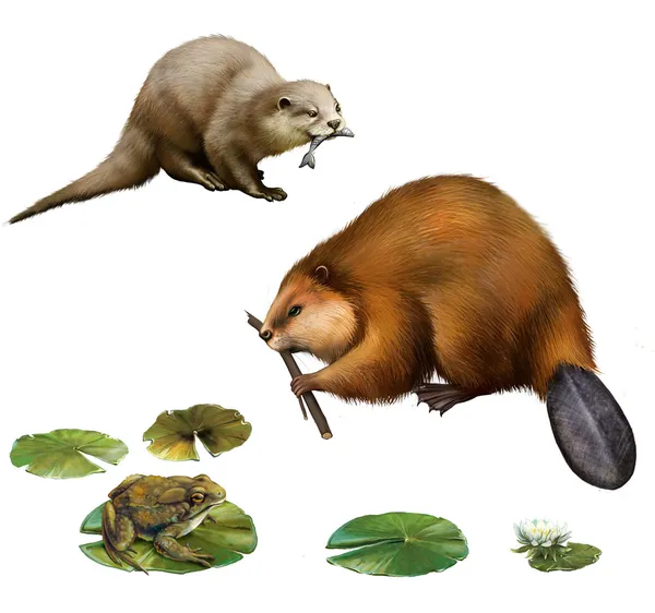 Beaver eating stick, pretty otter with a fish in its mouse, frog on lilly leaves, toad. — Stock Photo, Image