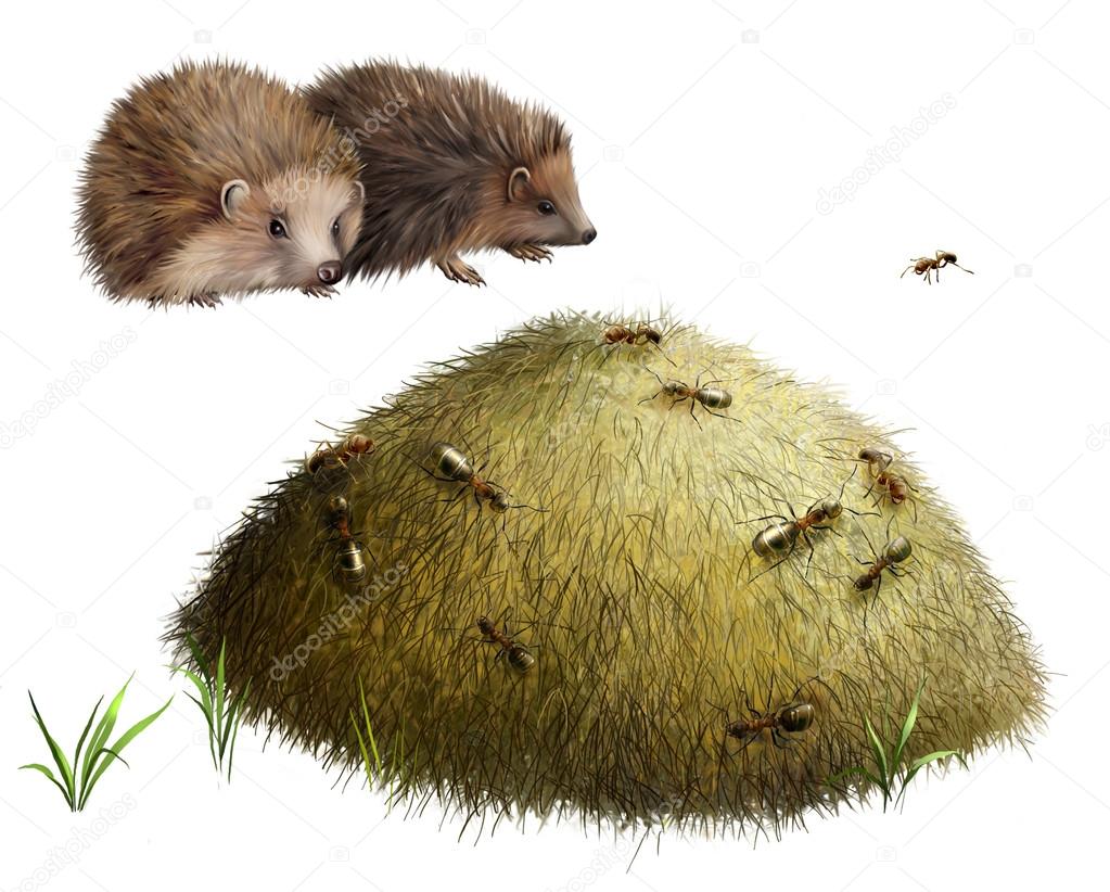 Anthill with ants. Two hedgehogs