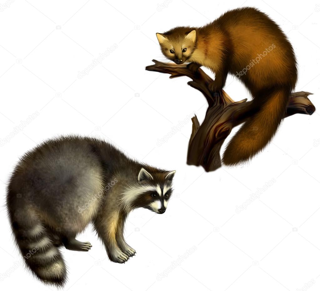Marten and Raccoon