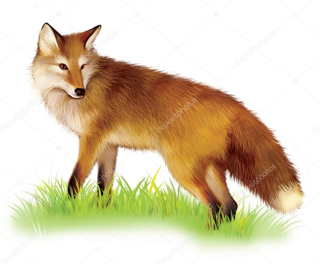 Adult shaggy red Fox standing in the grass.