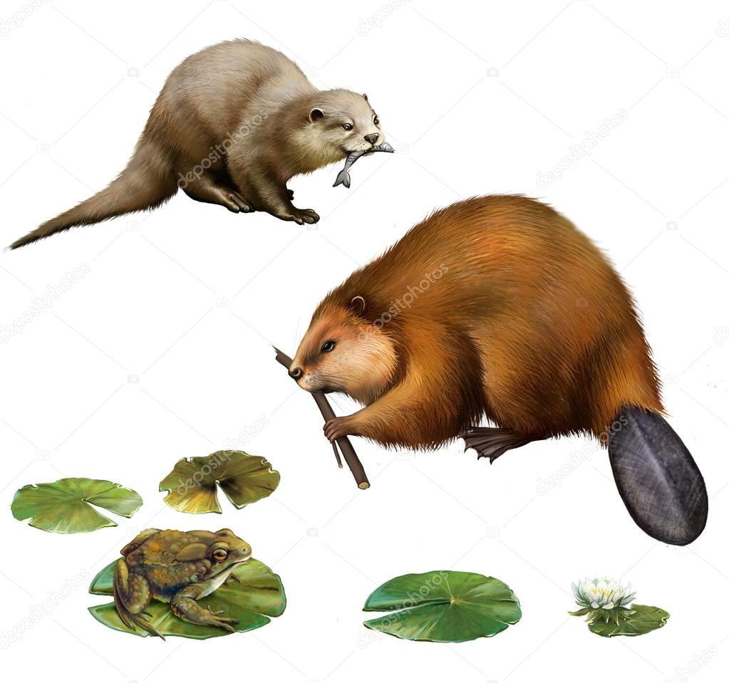 Beaver eating stick, pretty otter with a fish in its mouse, frog on lilly leaves, toad.