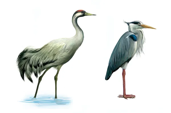 Un uccello gru. Airone. Hern. Immagine dettagliata di un wader grigio egret . — Foto Stock