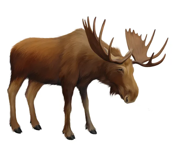 Moose — Stock Photo, Image