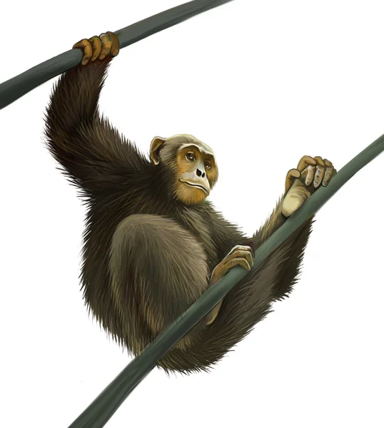 Chimpanzee climbing on liana — Stock Photo, Image