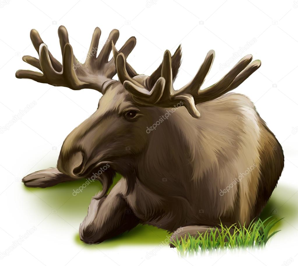 Moose resting on a grass
