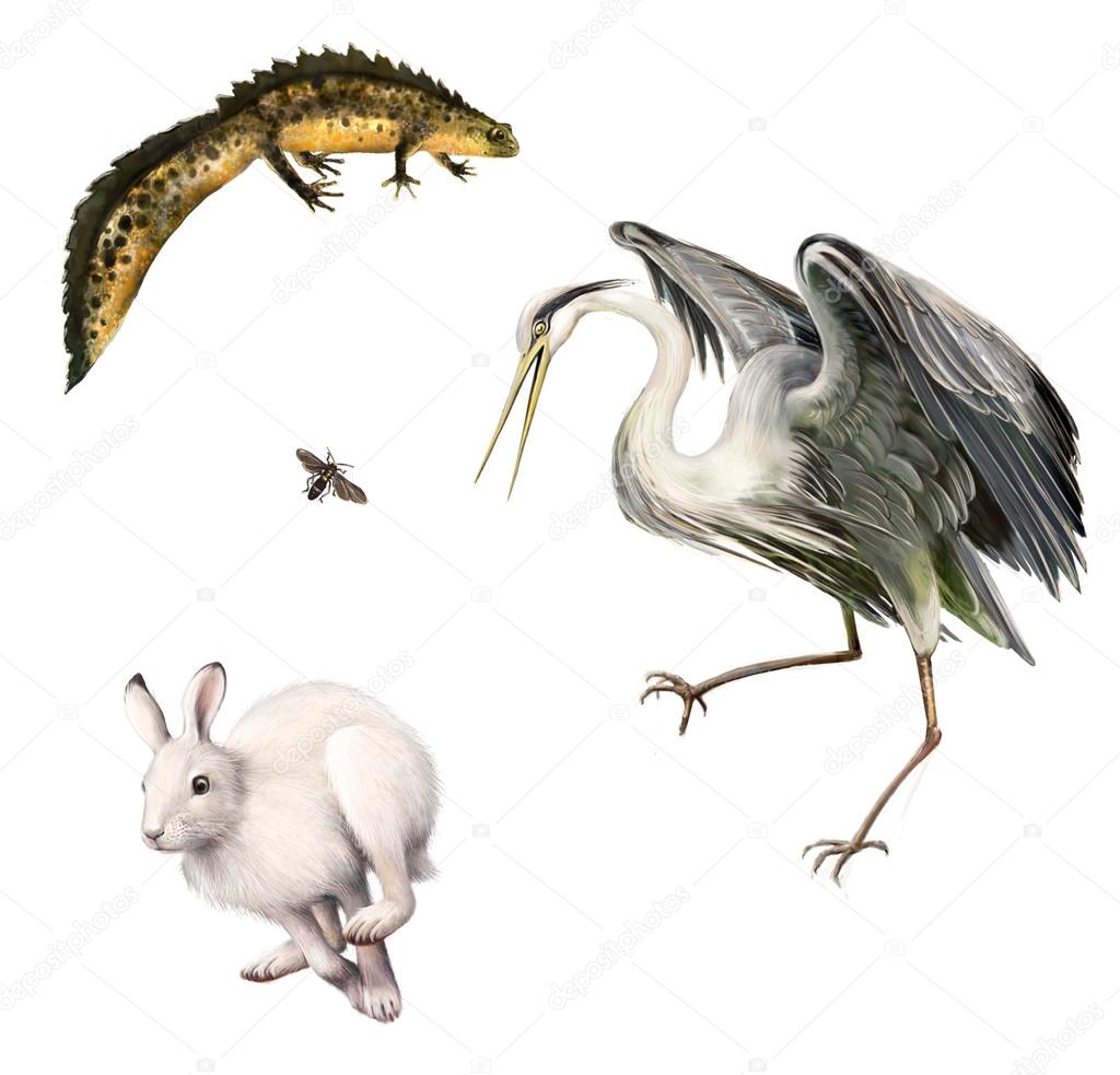 Newt, Hare, Fly, Grey Heron