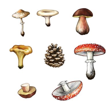 mantar. Amanita, Bahri, cep, çörek, Cantharellus cibarius, şişlik, champignon, köknar-koni.