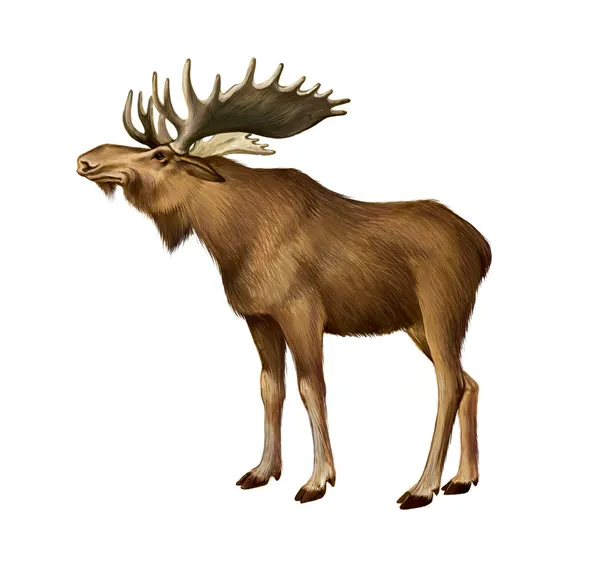 Adult Moose standing. Side view — Stock Photo, Image