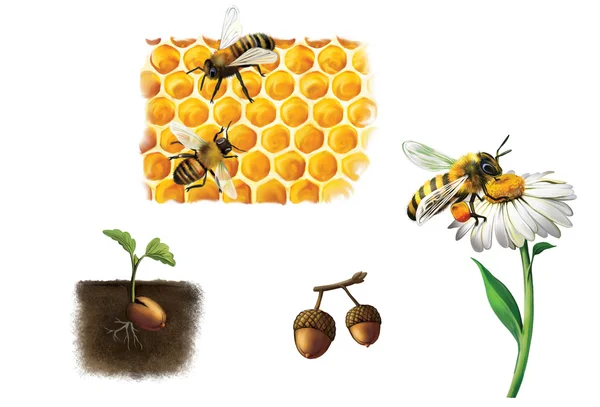 Abeja en la celda, abejas y miel, abejorro — Foto de Stock