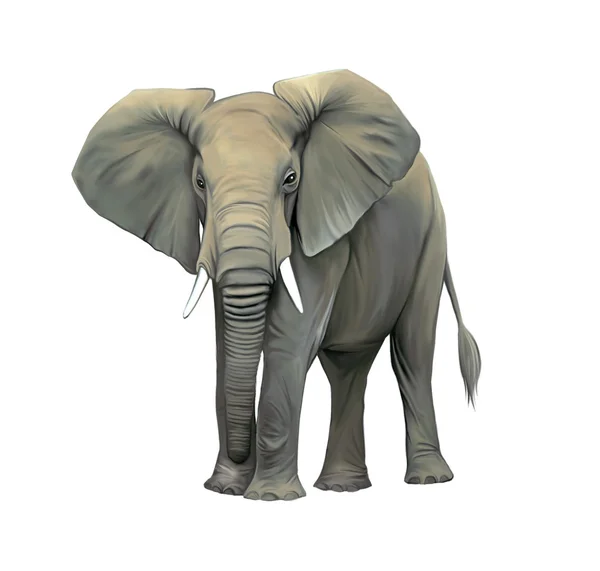 An elephant cow standing isolated, Big adult Asian elephant. Front view with big ears — Stock Photo, Image