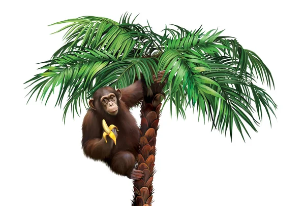 Brown monkey on palm tree. Chimpanzee palm eating a banana. — Stock Photo, Image