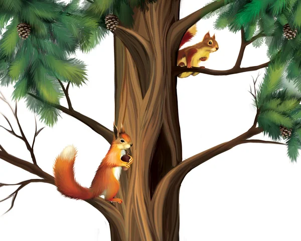 Squirrels on the tree. Two Cute Squirrels. — Stock Photo, Image