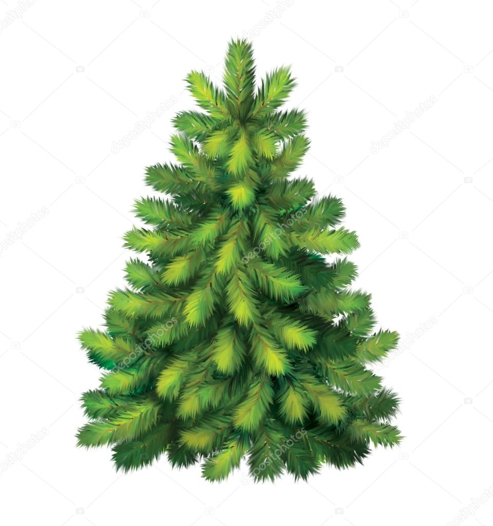 Pine tree. christmas tree