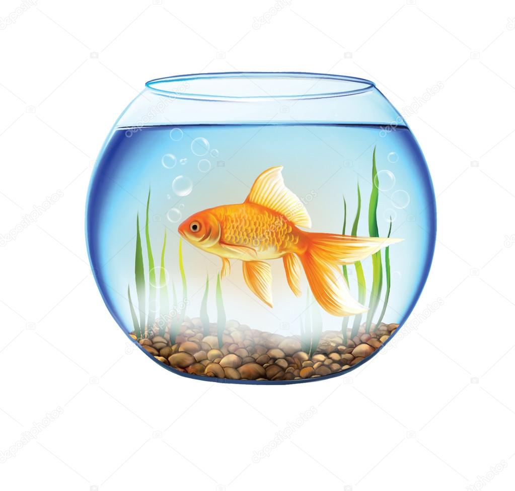 Gold fish in a Round aquarium with stones and plants. close up view of a fish bowl