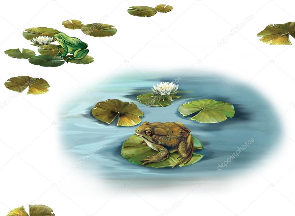 Pond, Forgs sitting on a lilly leaves in a puddle. Water lily leaves. Isolated