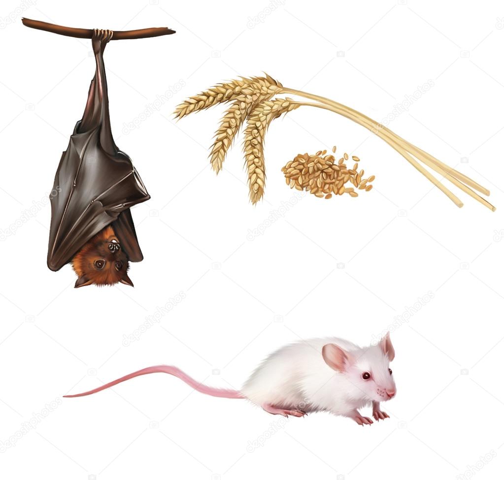 Bat hanging on a tree branch Malayan bat, Fruit bat, White cute mouse. Wheat ears