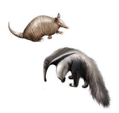 Armadillo ve Dev karınca yiyen izole resimde beyaz zemin üzerine.